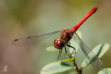 Blutrote Heidelibelle
