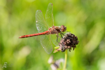 RHO_0130_Libellen_0077