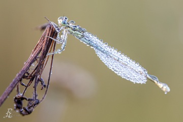 RHO_0131_Libellen_2855