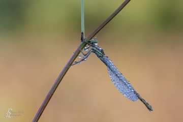 RHO_0132_Libellen_2894
