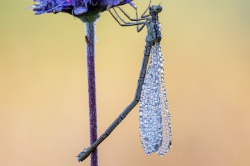 RHO_0133_Libellen_3018
