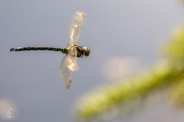 RHO_0135_Libellen_2084