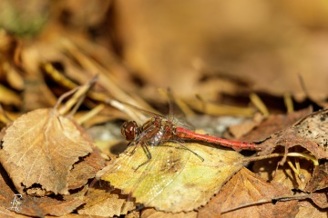 RHO_0136_Libellen_2163