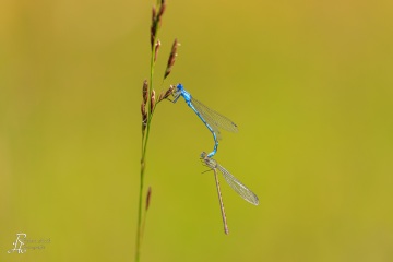 RHO_0137_Libellen_0691
