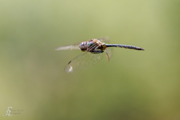 RHO_0138_Libellen_2206