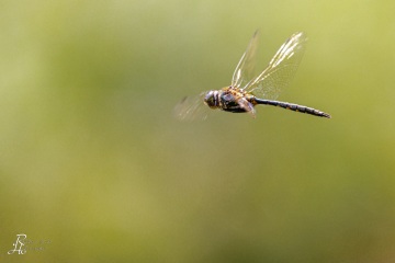 Gefleckte Smaragdlibelle