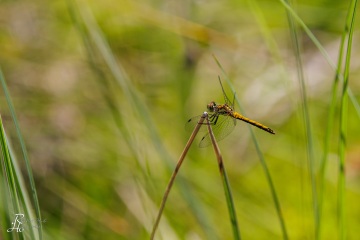RHO_0140_Libellen_2692
