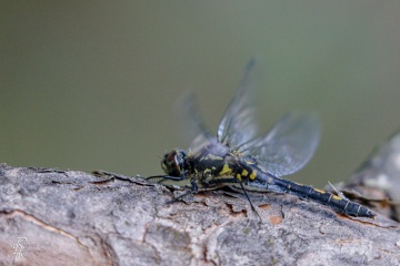 RHO_0141_Libellen_2847