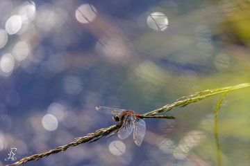 RHO_0143_Libellen_2862