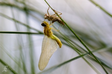 RHO_0144_Libellen_6101