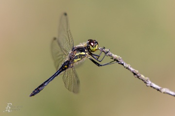 Schwarze Heidelibelle