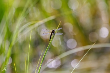 RHO_0149_Libellen_3346