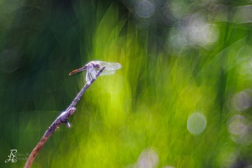 Blutrote Heidelibelle w