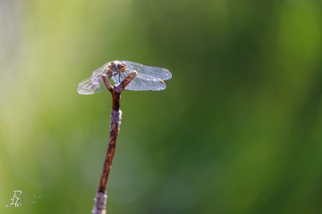 RHO_0152_Libellen_5204