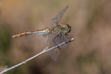 RHO_0153_Libellen_5343