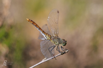 RHO_0154_Libellen_5364