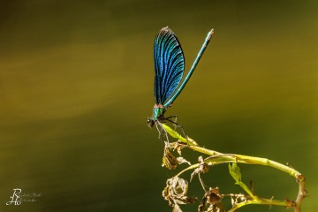 RHO_0156_Libellen_0907