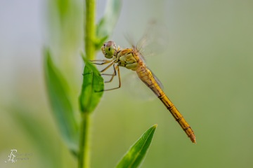 RHO_0157_Libellen_