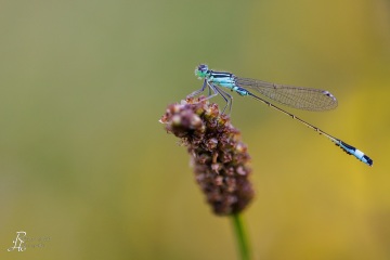 RHO_0158_Libellen_0469