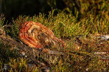 RHO_0001_Pilze_Flechten_3064
