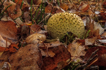 RHO_0002_Pilze_Flechten_8424