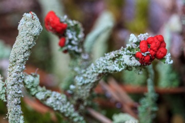 RHO_0003_Pilze_Flechten_8619