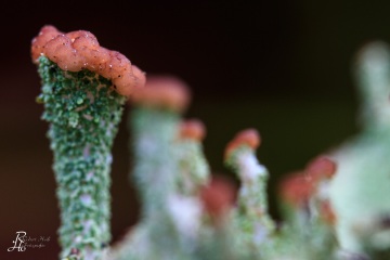RHO_0004_Pilze_Flechten_8653