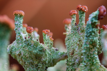 RHO_0005_Pilze_Flechten_8654