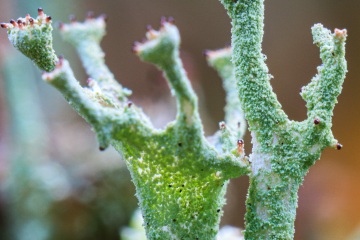 RHO_0006_Pilze_Flechten_8659