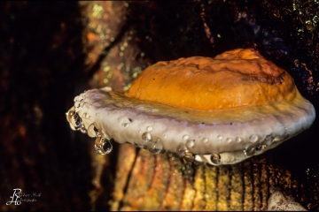 RHO_0007_Pilze_Flechten_0092