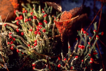 RHO_0009_Pilze_Flechten_0041