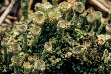 RHO_0010_Pilze_Flechten_0013