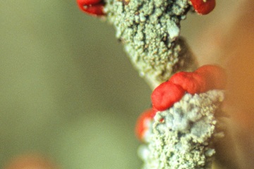 RHO_0011_Pilze_Flechten_0021