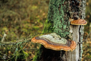 RHO_0012_Pilze_Flechten_0063