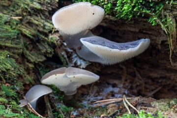 RHO_0013_Pilze_Flechten_8054