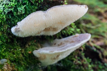 RHO_0014_Pilze_Flechten_8056