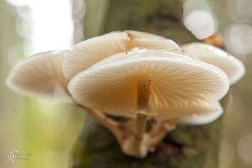 RHO_0015_Pilze_Flechten_7185