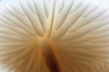 RHO_0016_Pilze_Flechten_7354