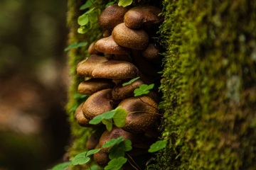 RHO_0017_Pilze_Flechten_8402