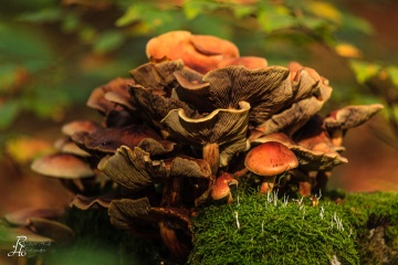 RHO_0018_Pilze_Flechten_7081
