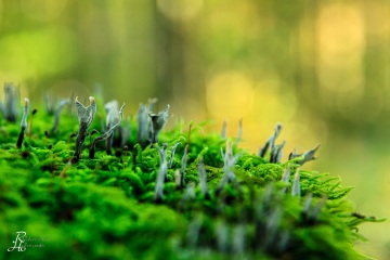 RHO_0019_Pilze_Flechten_7255