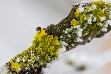 RHO_0020_Pilze_Flechten_6616