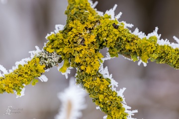 RHO_0021_Pilze_Flechten_6670