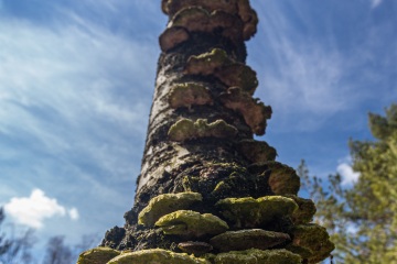 RHO_0022_Pilze_Flechten_2189