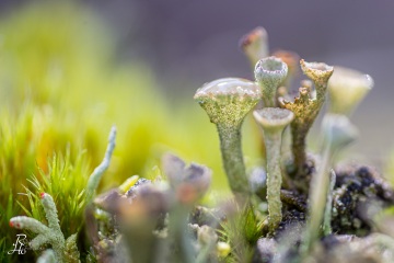 RHO_0023_Pilze_Flechten_2287