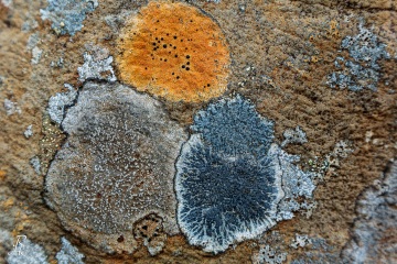 RHO_0024_Pilze_Flechten_3227