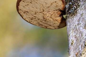 RHO_0025_Pilze_Flechten_9599