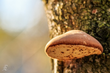 RHO_0026_Pilze_Flechten_