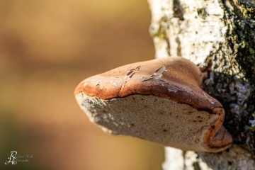 RHO_0027_Pilze_Flechten_9611