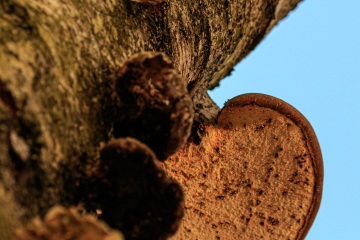 RHO_0028_Pilze_Flechten_9624